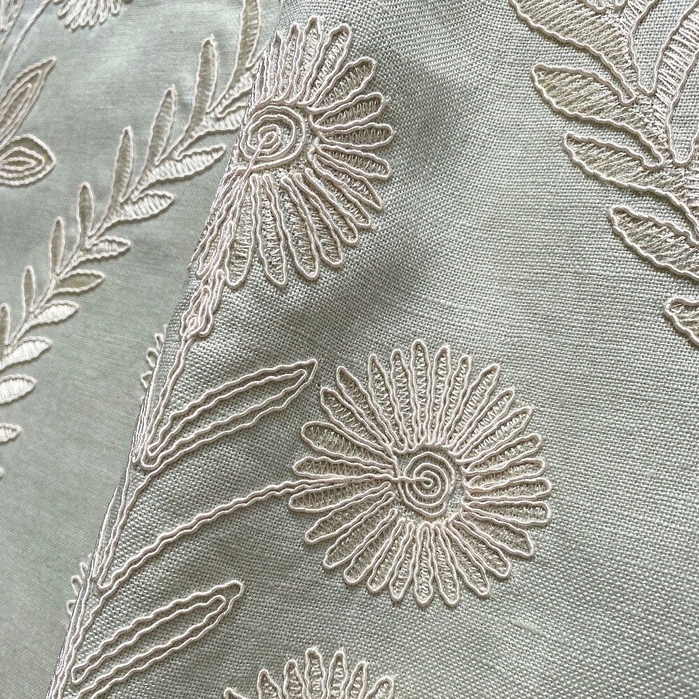 Persian Daisy