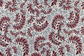 Daintree Wallpaper