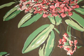 Rhododendron Wallpaper