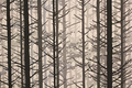 Ardennes Wallpaper