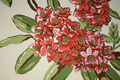 Rhododendron Wallpaper